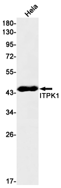 Rabbit Monoclonal Antibody to ITPK1
