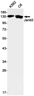 Rabbit Monoclonal Antibody to Protein Jumonji