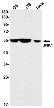 Rabbit Monoclonal Antibody to JNK1