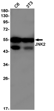 Rabbit Monoclonal Antibody to JNK2