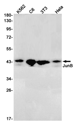 Rabbit Monoclonal Antibody to JunB