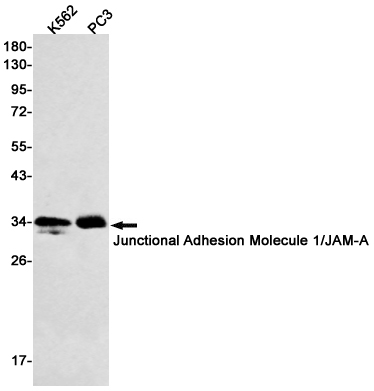 Rabbit Monoclonal Antibody to Junctional Adhesion Molecule 1