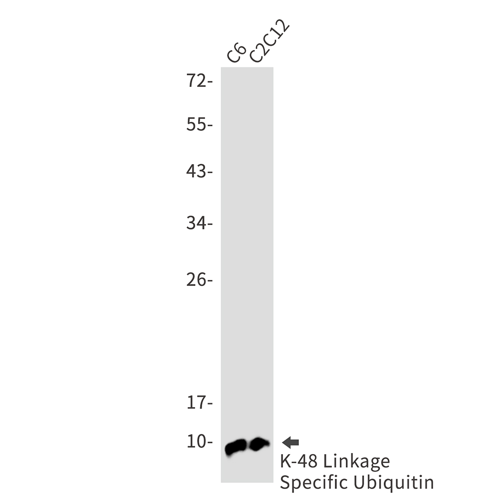 Rabbit Monoclonal Antibody to Ubiquitin K48