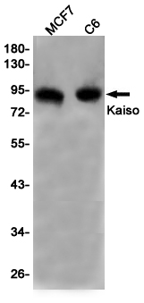 Rabbit Monoclonal Antibody to Kaiso