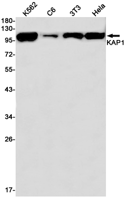 Rabbit Monoclonal Antibody to KAP1