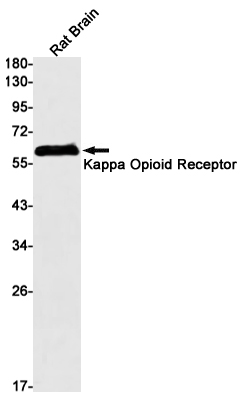 Rabbit Monoclonal Antibody to kappa Opioid Receptor