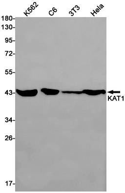 Rabbit Monoclonal Antibody to KAT1
