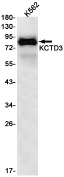 Rabbit Monoclonal Antibody to KCTD3