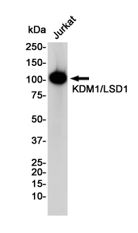 Rabbit Monoclonal Antibody to KDM1A