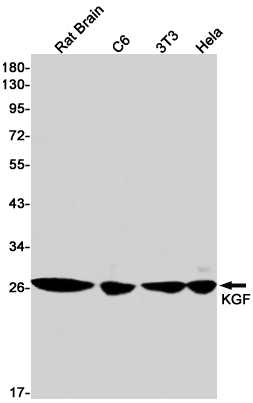 Rabbit Monoclonal Antibody to KGF