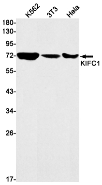 Rabbit Monoclonal Antibody to KIFC1
