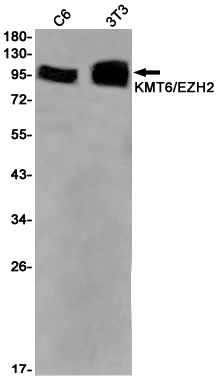 Rabbit Monoclonal Antibody to KMT6