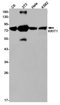 Rabbit Monoclonal Antibody to KRIT1