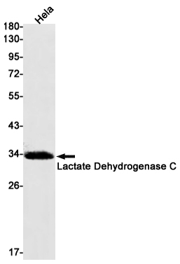 Rabbit Monoclonal Antibody to Lactate Dehydrogenase C