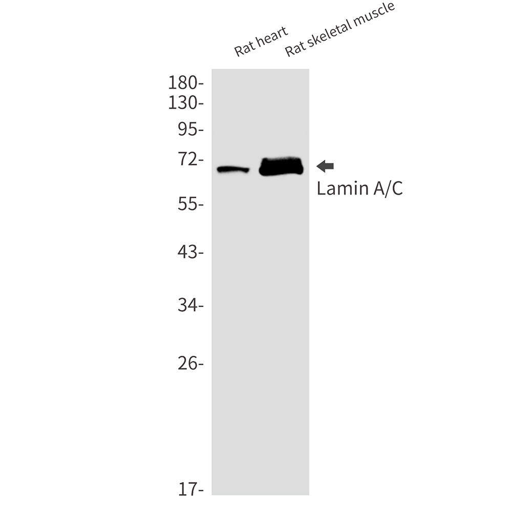 Rabbit Monoclonal Antibody to Lamin A/C