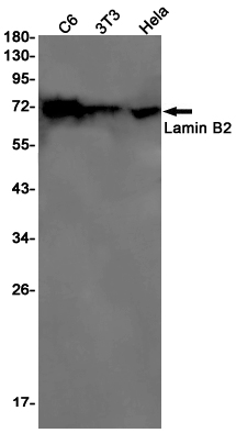 Rabbit Monoclonal Antibody to Lamin B2