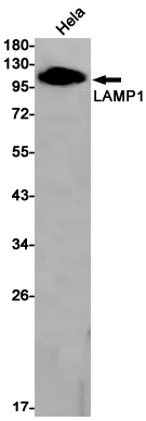 Rabbit Monoclonal Antibody to LAMP1