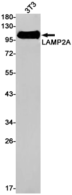 Rabbit Monoclonal Antibody to LAMP2A