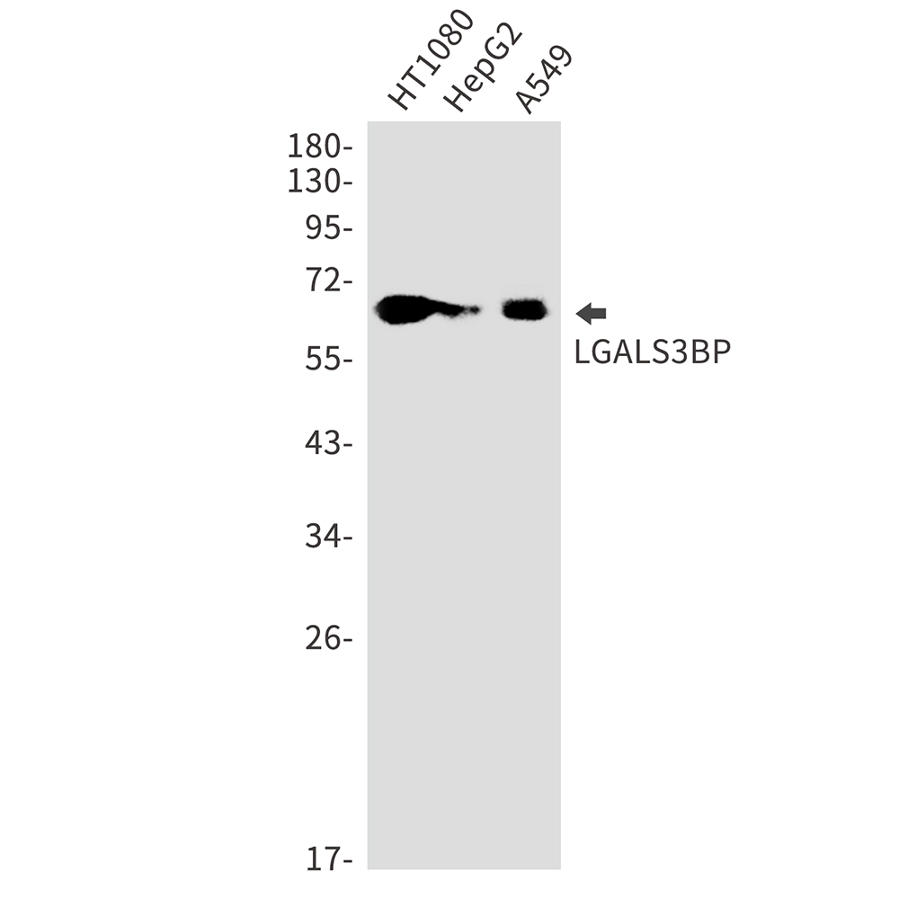 Rabbit Monoclonal Antibody to LGALS3BP