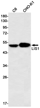 Rabbit Monoclonal Antibody to LIS1