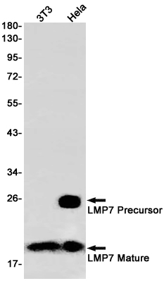 Rabbit Monoclonal Antibody to Proteasome beta 8