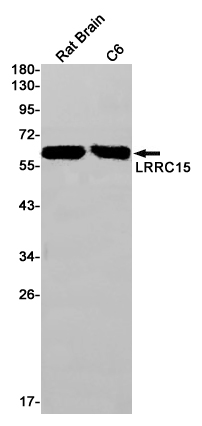 Rabbit Monoclonal Antibody to LRRC15