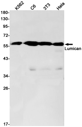 Rabbit Monoclonal Antibody to Lumican