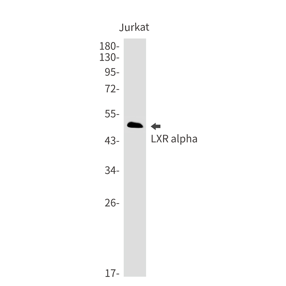 Rabbit Monoclonal Antibody to LXR alpha