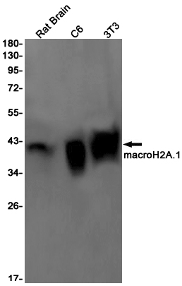 Rabbit Monoclonal Antibody to Macro H2A.1