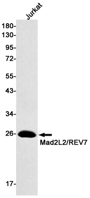 Rabbit Monoclonal Antibody to MAD2L2
