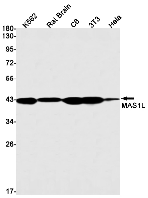 Rabbit Monoclonal Antibody to MAS1L