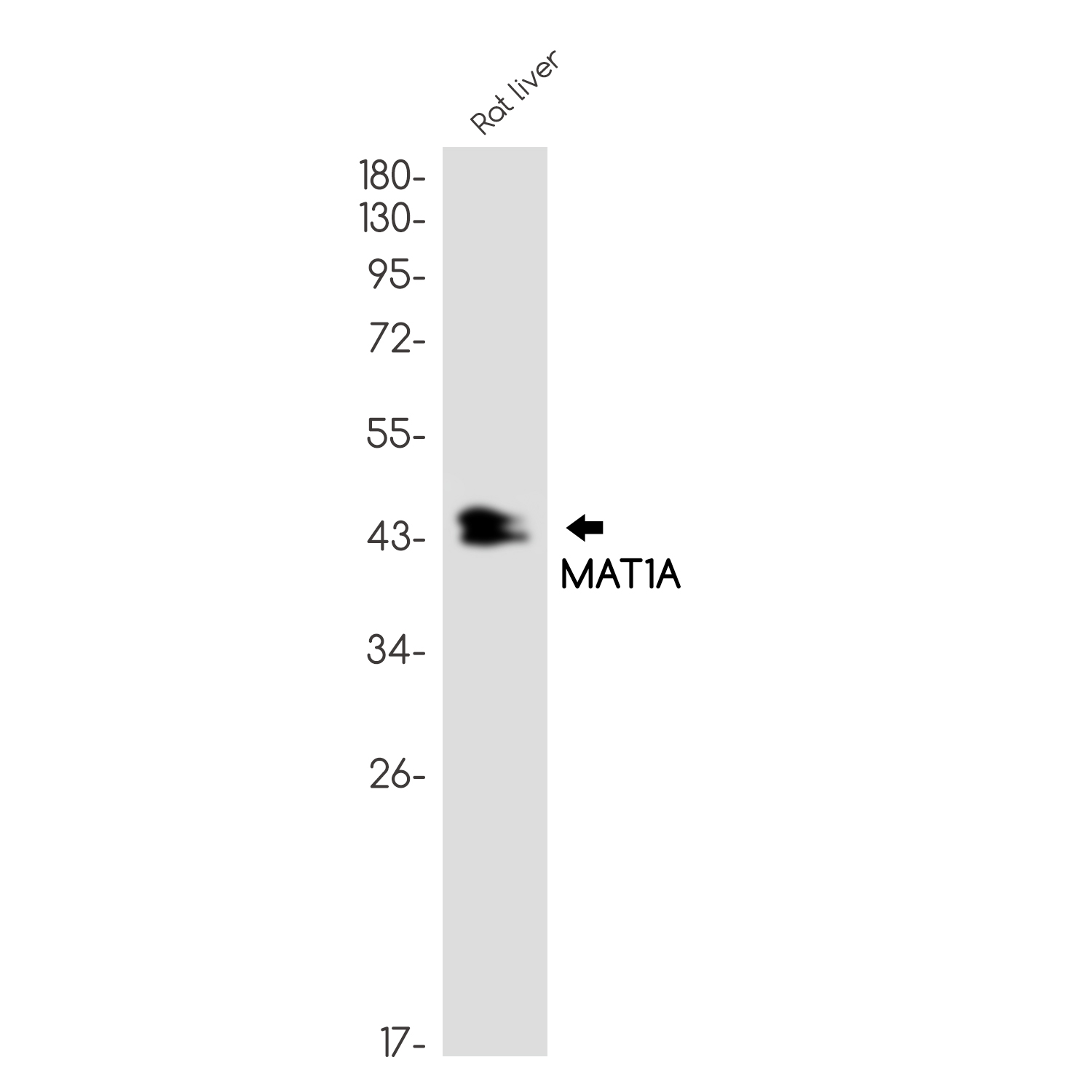 Rabbit Monoclonal Antibody to MAT1A
