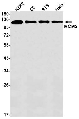Rabbit Monoclonal Antibody to MCM2