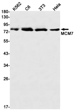 Rabbit Monoclonal Antibody to MCM7