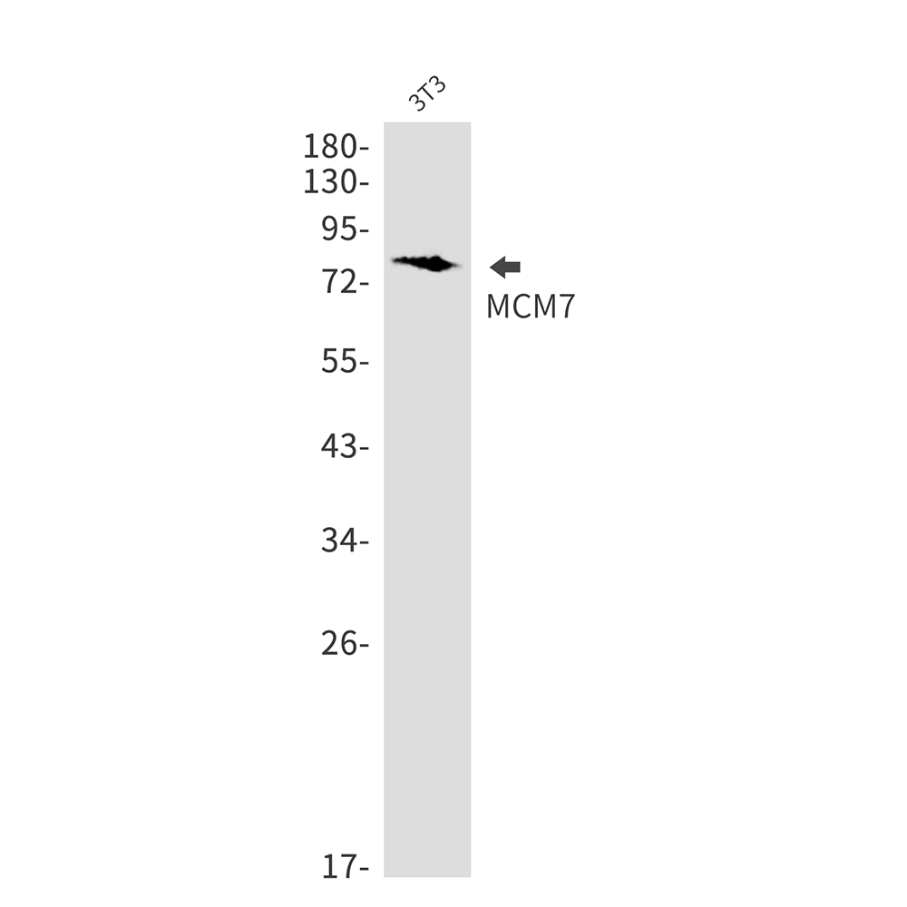 Rabbit Monoclonal Antibody to MCM7