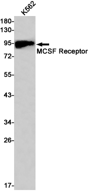Rabbit Monoclonal Antibody to M-CSF Receptor