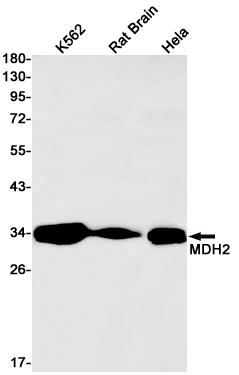 Rabbit Monoclonal Antibody to MDH2