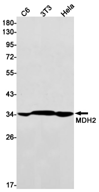 Rabbit Monoclonal Antibody to MDH2