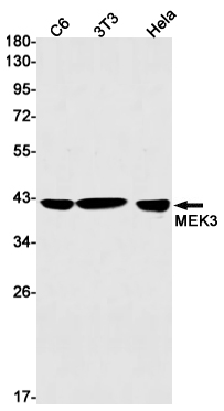 Rabbit Monoclonal Antibody to MEK3
