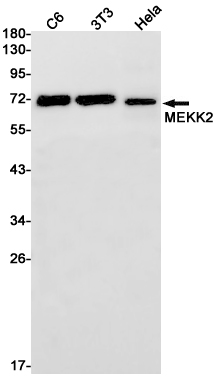 Rabbit Monoclonal Antibody to MEKK2