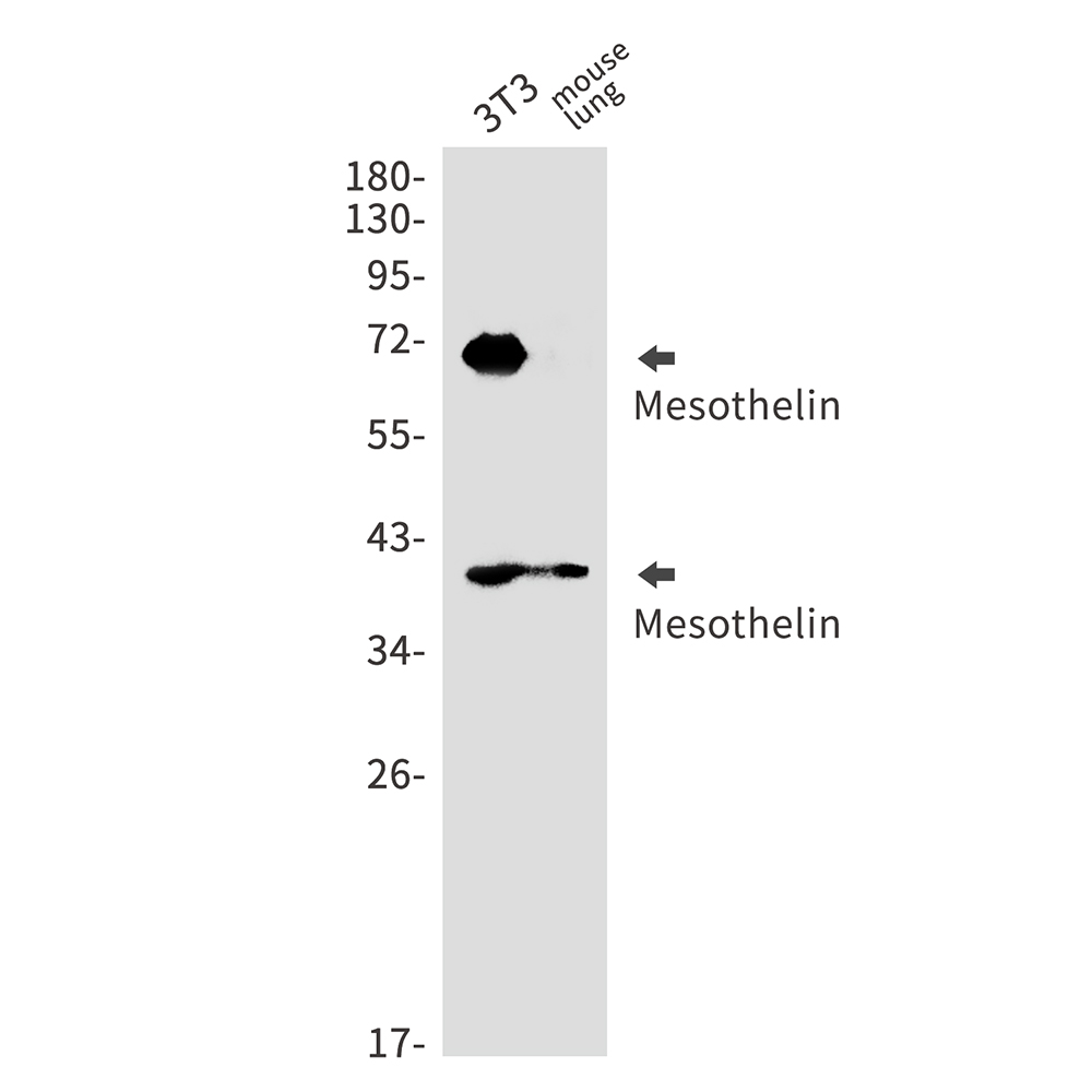 Rabbit Monoclonal Antibody to Mesothelin