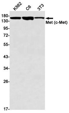 Rabbit Monoclonal Antibody to c-Met