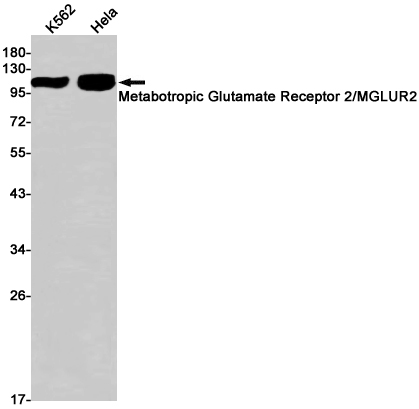 Rabbit Monoclonal Antibody to Metabotropic Glutamate Receptor 2