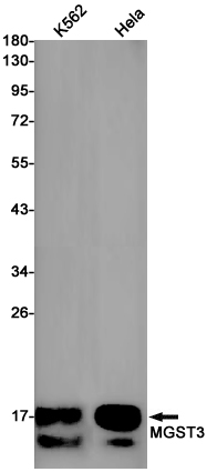 Rabbit Monoclonal Antibody to MGST3
