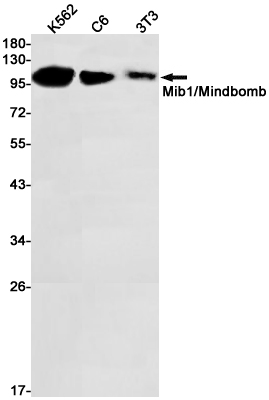 Rabbit Monoclonal Antibody to MIB1