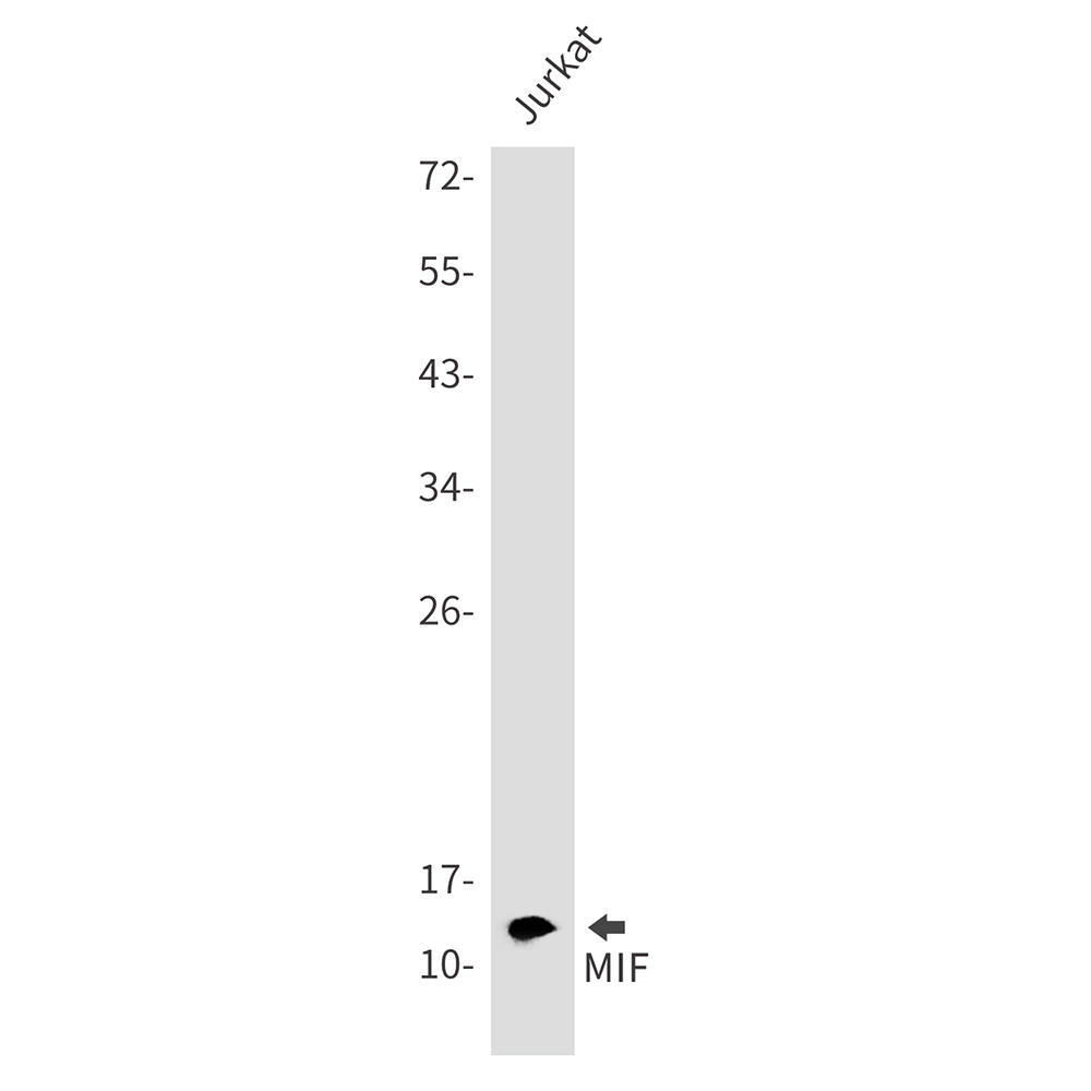 Rabbit Monoclonal Antibody to MIF