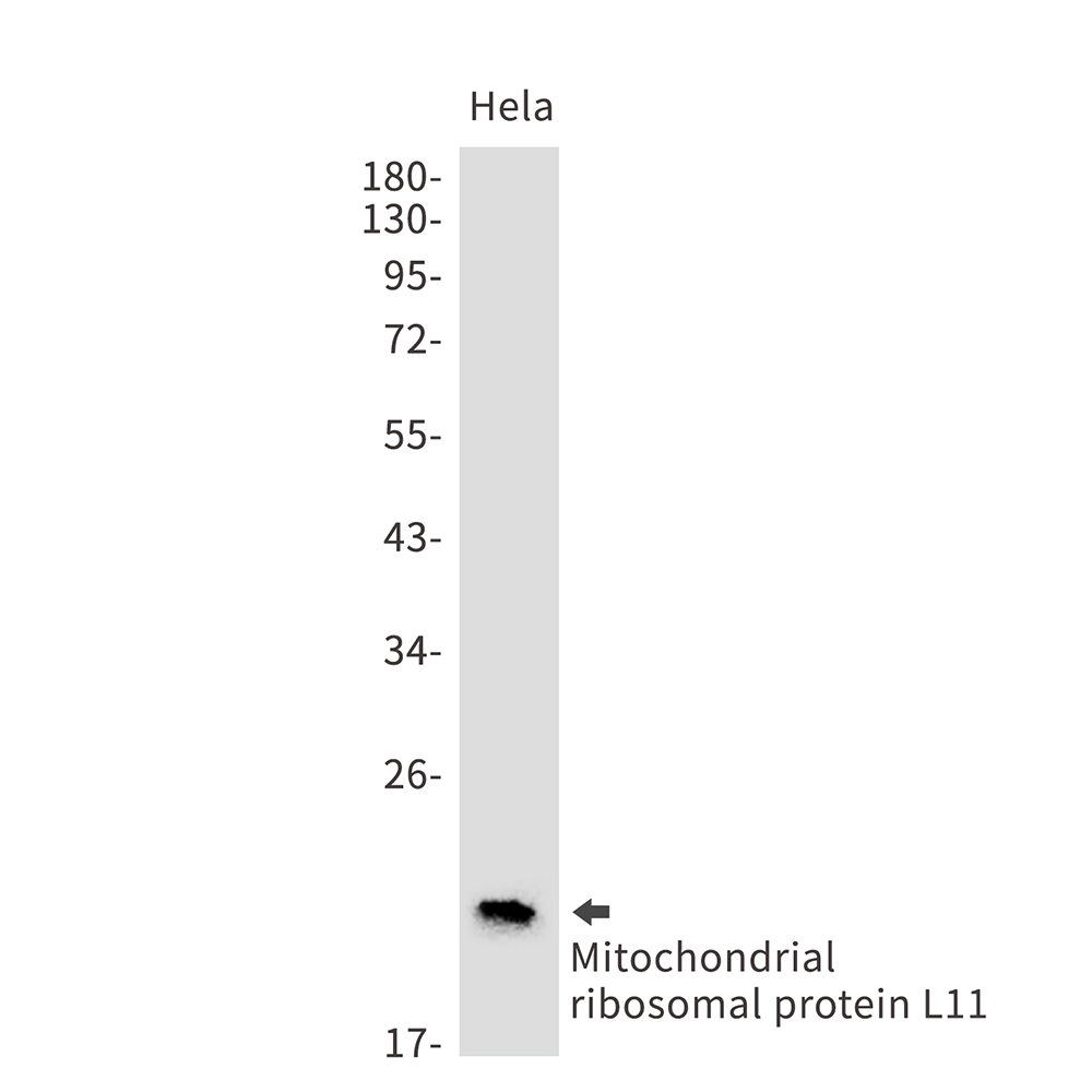 Rabbit Monoclonal Antibody to Mitochondrial Ribosomal Protein L11
