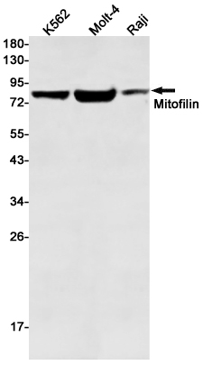 Rabbit Monoclonal Antibody to Mitofilin