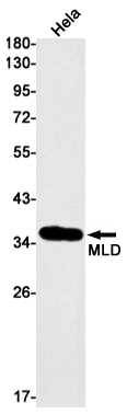 Rabbit Monoclonal Antibody to MLD