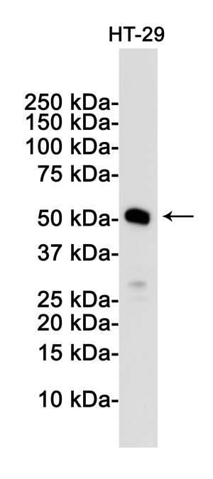 Rabbit Monoclonal Antibody to MLKL